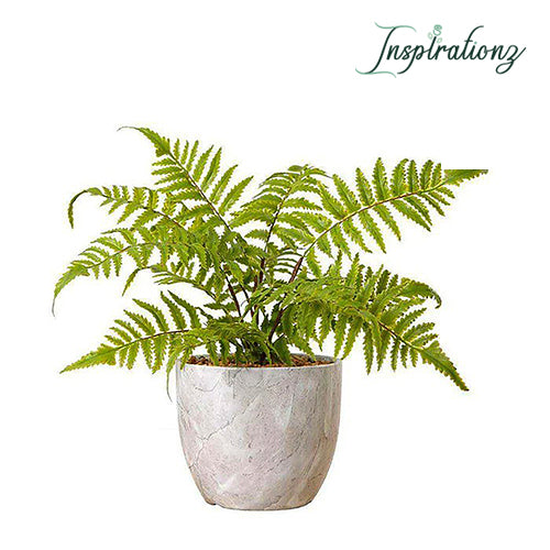 Inspirationz - BERA POTTED FAUX FERN